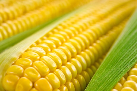 Corn